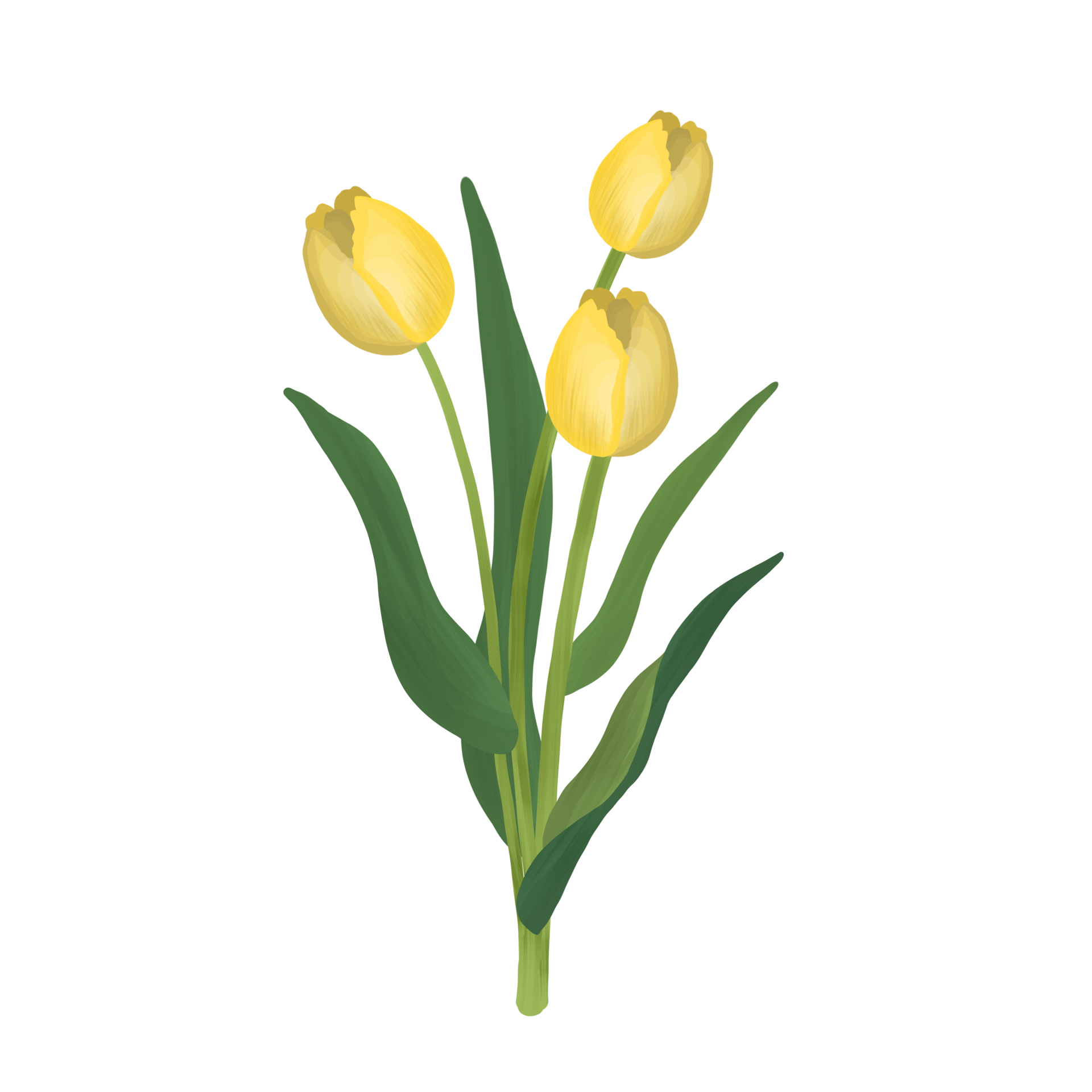Yellow tulip